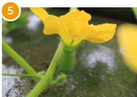 夕張メロンの花