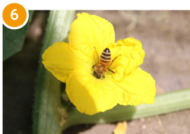 ミツバチによる交配
